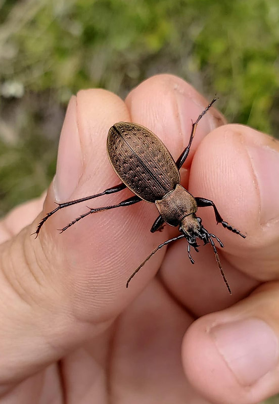 Carabidae: Carabus da identificare